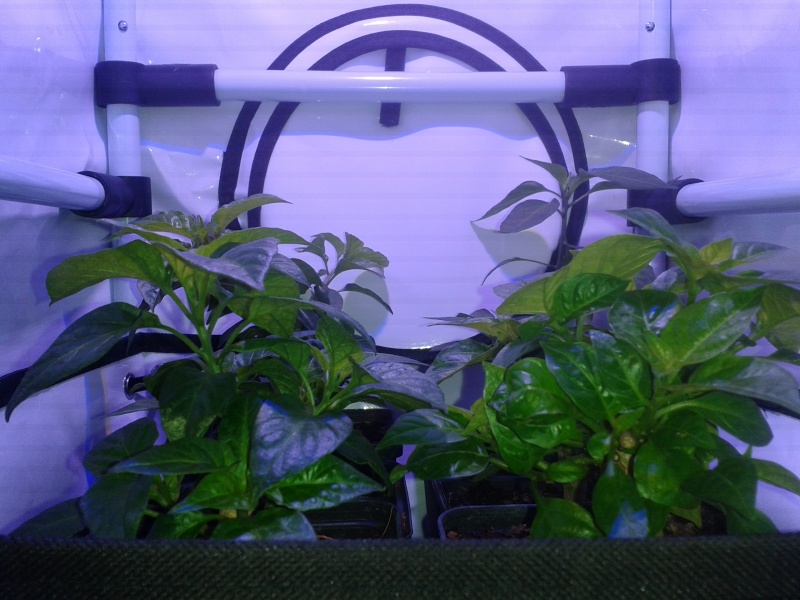 Indoor Bonsai under LED lights. - Page 10 20151017