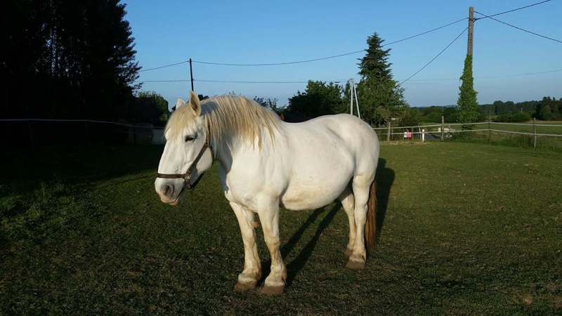 JADE - PP Percheron née en 1997 - adoptée en janvier 2013 par Helline 28 (ex Undicci) - Page 8 Jadepe10