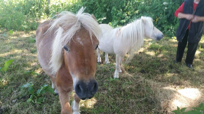 JADE - PP Percheron née en 1997 - adoptée en janvier 2013 par Helline 28 (ex Undicci) - Page 8 Jadepe12