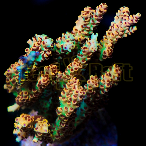 acropora reeft raft  Sig09-10