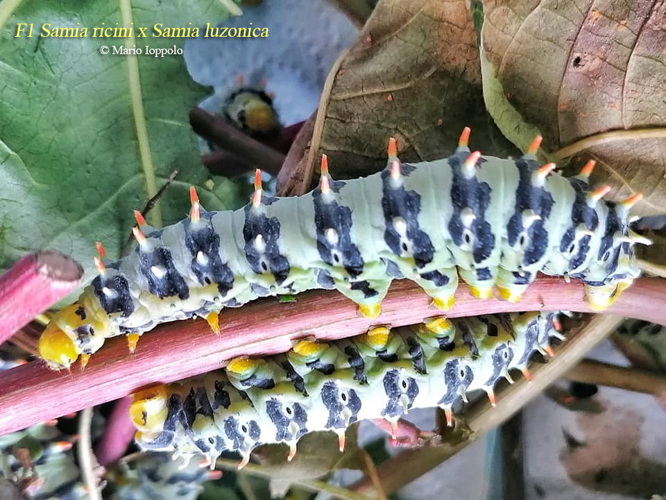 Hybrid oeufs: Samia ricini x luzonica et Samia (ricini x luzonica) x Samia cynthia Ricini11