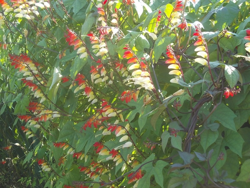 Mina lobata - Plumes d'indien - Page 2 Dscn7111
