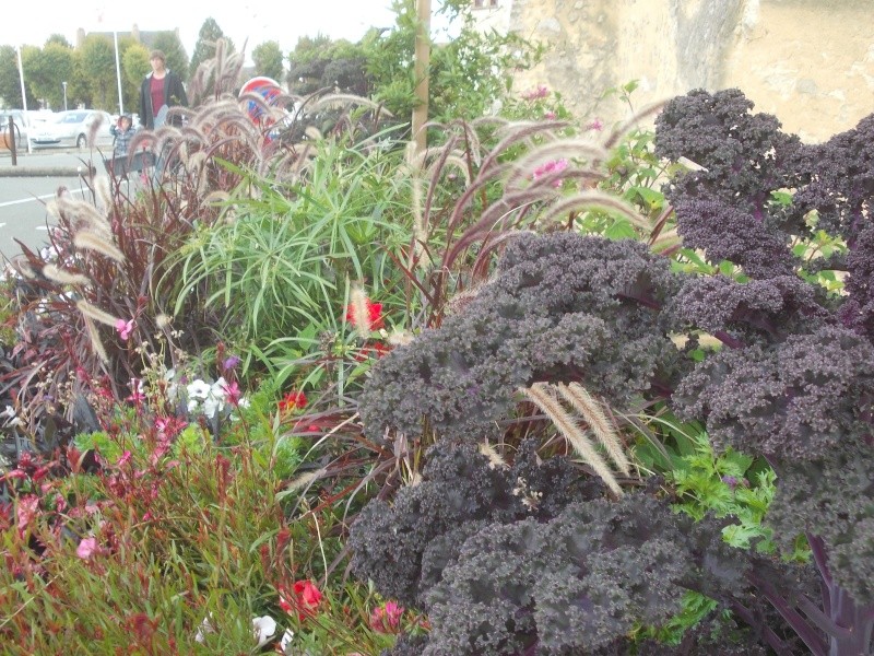 Chou Redbor : Brassica oleacea Redbor  Dscn7432