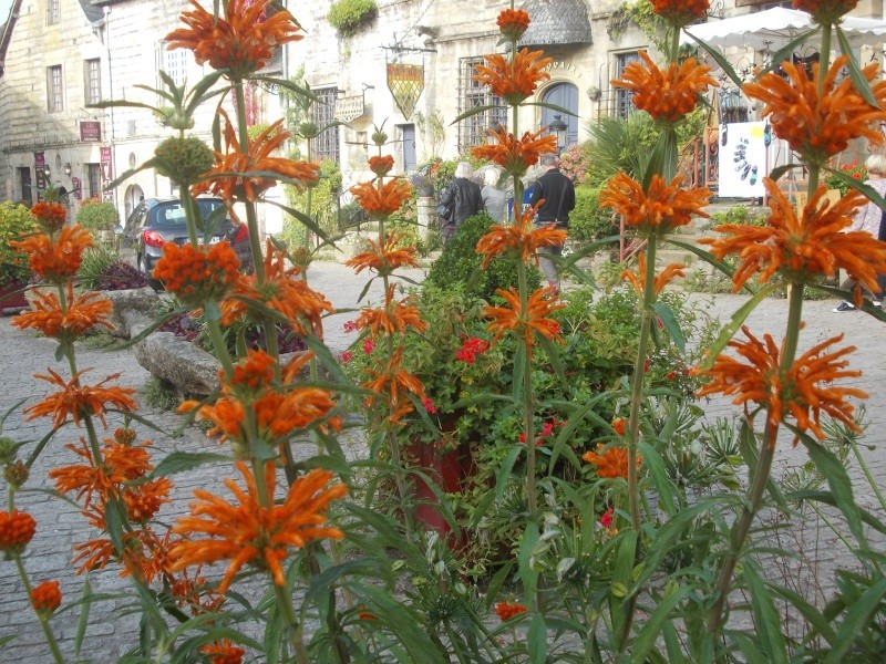 Leonotis leonorus - Page 4 Dscn7532