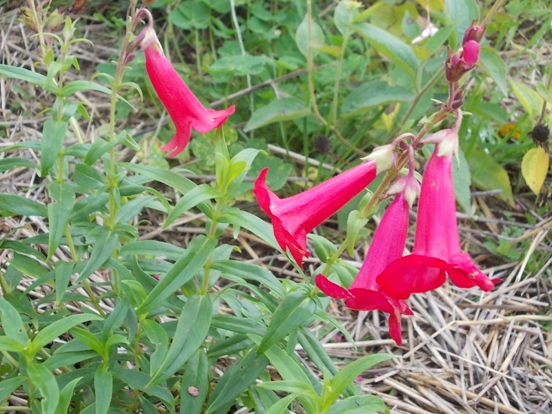 Penstemon - Page 9 Dscn8427