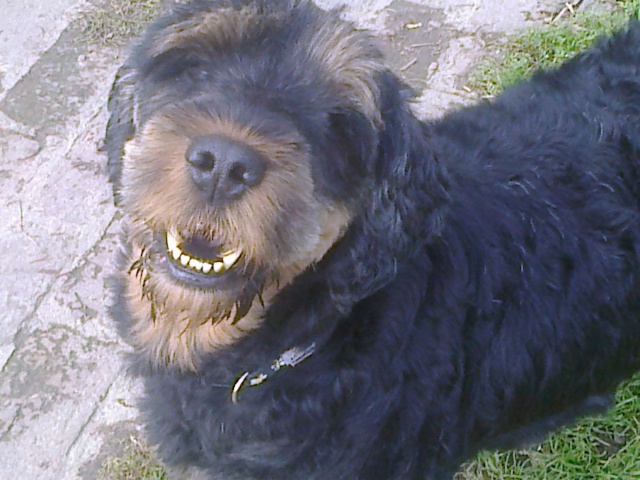 SAMm, X griffon  male 5 ans abandon  de Béthune (62) - en FA pour l'asso Les Gamelles Solidaires 02-80 Photo111