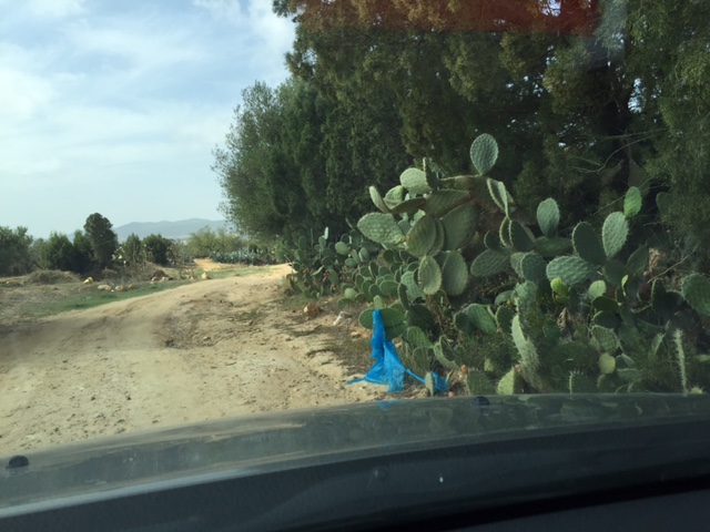 Ma première mission en Tunisie (octobre 2015) Cactus10
