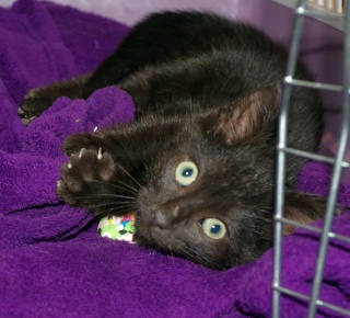 Odin, chaton noir né fin juillet 2015 Imgp0810
