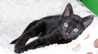 Odin, chaton noir né fin juillet 2015 Imgp0812