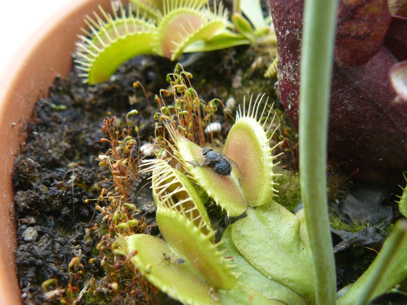 JDC d'un drosera P1110013