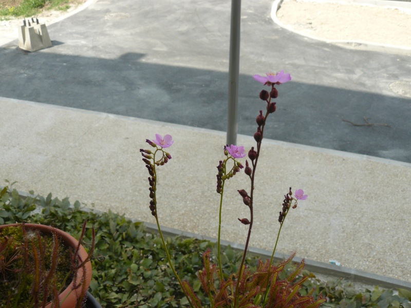 JDC d'un drosera P1110015