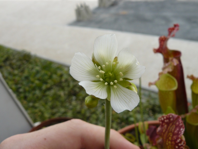 JDC d'un drosera P1110110