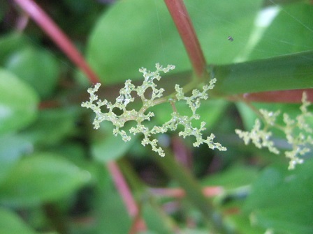 Pilea plataniflora Dscf3711