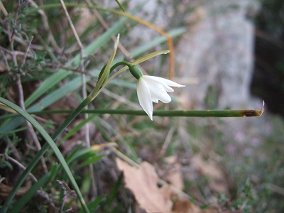 Acis autumnalis - nivéole d'automne Dscf4010