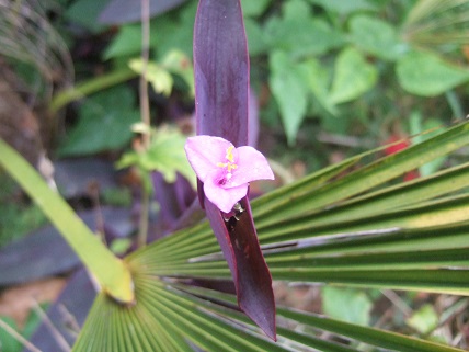 Tradescantia pallida 'Purple Heart' (= Setcreasea purpurea) - misère pourpre - Page 2 Dscf7728