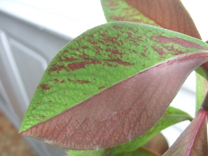 Euphorbia umbellata (= Synadenium umbellatum) Dscf7846