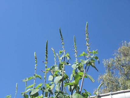 Salvia mexicana var. minor Dscf8124