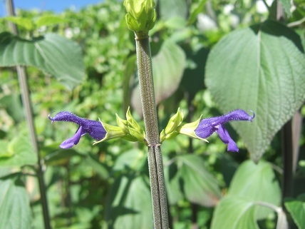 Salvia mexicana var. minor Dscf8125