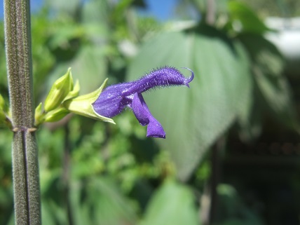 Salvia mexicana var. minor Dscf8126
