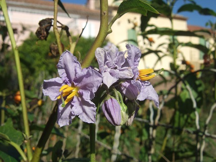 Solanum bonariense Dscf8211