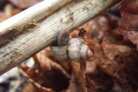 Pomatias elegans - cyclostome élégant Dscf8625