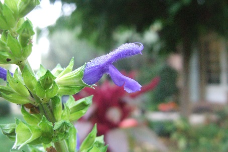 Salvia mexicana var. minor Dscf8634