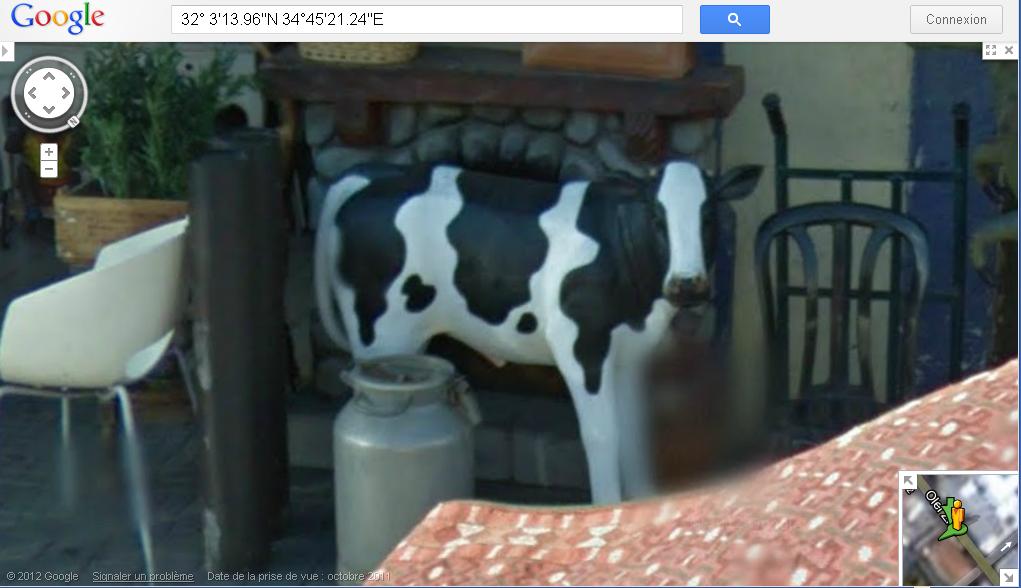 STREET VIEW : les statues de vaches Vache10