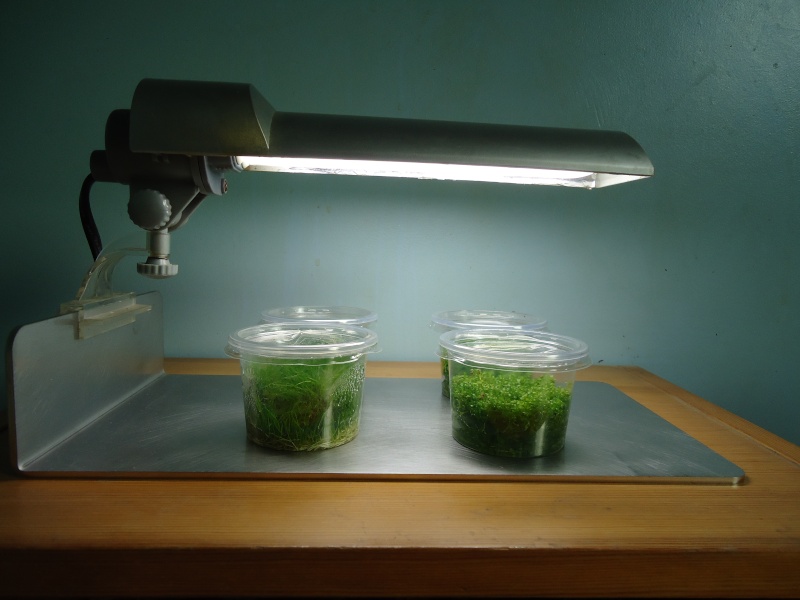 Réalisation support lampe dennerle pour plante in-vitro Dsc08217