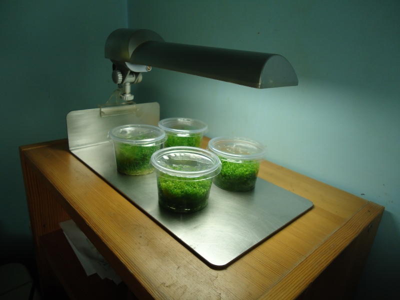 Réalisation support lampe dennerle pour plante in-vitro Dsc08219