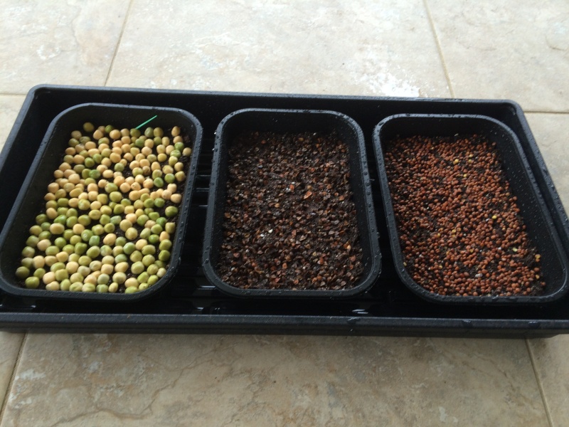 Microgreens Gardening - Page 4 Microg11