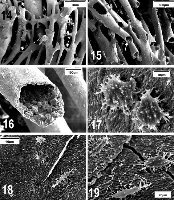 Carbon-14-dated dinosaur bones, non permineralized fossils, and soft tissue like proteins are evidence of young fossils 1-s2_010