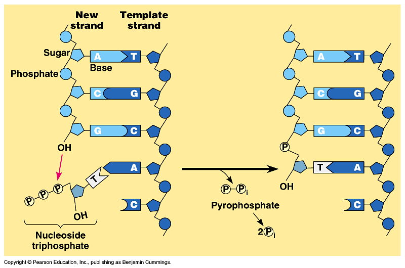 DNA replication of prokaryotes 16_1110