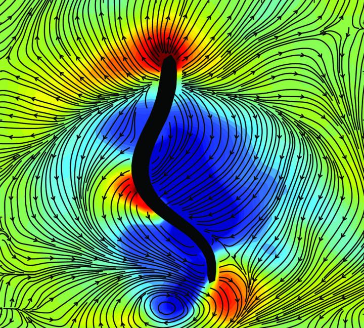 Scientists discover secret to highly efficient swimming in some animals, such as jellyfish 49-sci10
