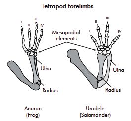 " Tetrapods evolved " . Really ?  6860-f10