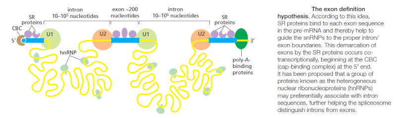The spliceosome , the splicing code, and pre - mRNA processing in eukaryotic cells 76876810