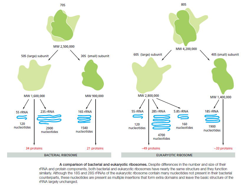 Translation through ribosomes,  amazing nano machines A_comp10