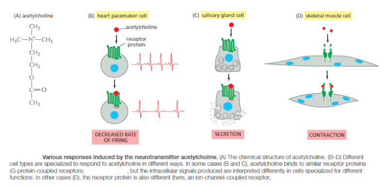 Cell Communication and signaling, evidence of design Acetyl10