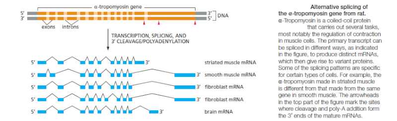 The spliceosome , the splicing code, and pre - mRNA processing in eukaryotic cells Altern10