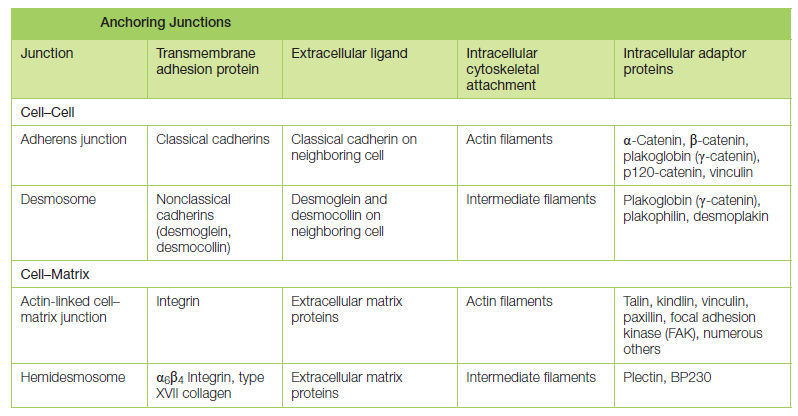 Cell Junctions and the Extracellular Matrix Anchor11