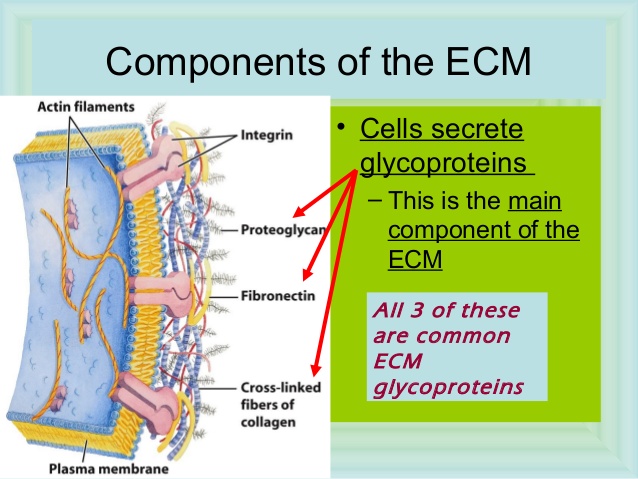 Cell Junctions and the Extracellular Matrix Ap-bio10