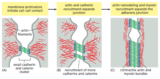 Cell Junctions and the Extracellular Matrix Assemb10