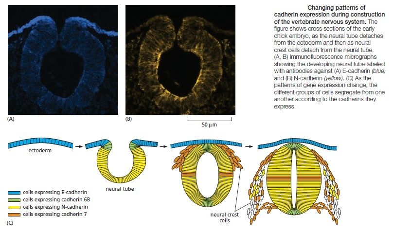 Cell Junctions and the Extracellular Matrix Cadher10