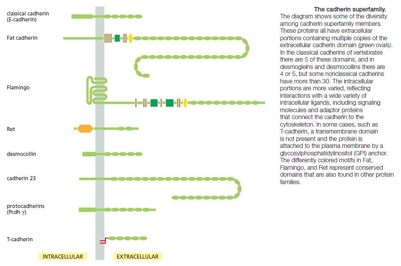 Cell Junctions and the Extracellular Matrix Cadher10