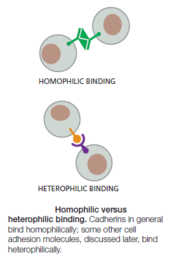 Cell Junctions and the Extracellular Matrix Cadher11