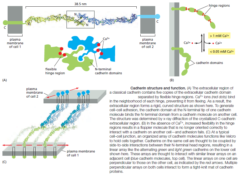 Cell Junctions and the Extracellular Matrix Cadher12