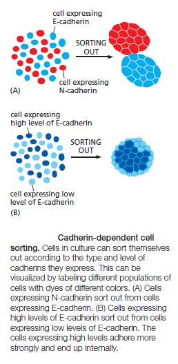 Cell Junctions and the Extracellular Matrix Cadher13