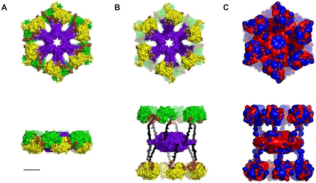 Cell Communication and signaling, evidence of design Cam_ki12