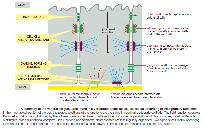 Cell Junctions and the Extracellular Matrix Cell_j10