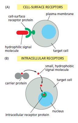 Cell Communication and signaling, evidence of design Cell_s10