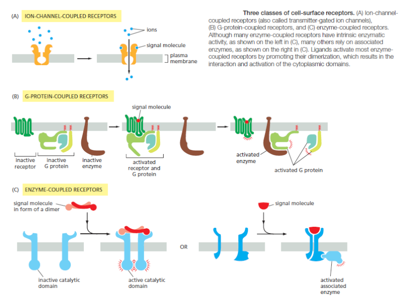 Cell Communication and signaling, evidence of design Cell_s12